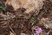 Onychogomphus forcipatus forcipatus