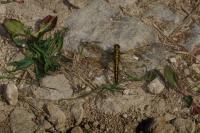 Orthetrum cancellatum
