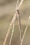 Sympecma fusca