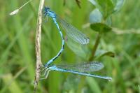 Coenagrion mercuriale