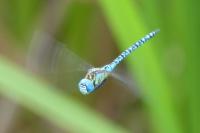 Aeshna affinis