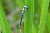 Aeshna affinis