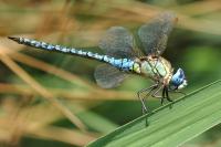 Aeshna affinis