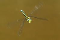 Aeshna cyanea