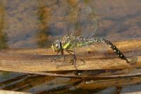 Aeshna mixta