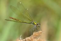 Calopteryx splendens splendens
