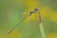 Chalcolestes viridis