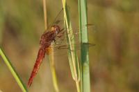Crocothemis erythraea