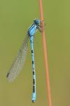 Enallagma cyathigerum
