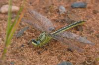 Gomphus pulchellus