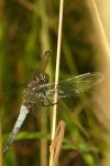 Orthetrum cancellatum