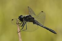 Sympetrum danae