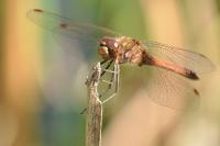 Sympetrum vulgatum