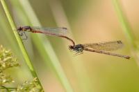Pyrrhosoma nymphula