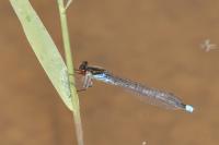 Erythromma najas