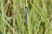 Aeshna affinis