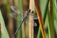 Aeshna affinis