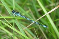 Coenagrion mercuriale