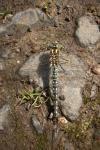 Brachytron pratense