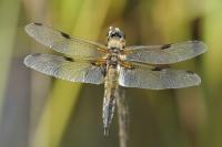 Libellula quadrimaculata