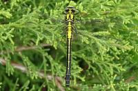 Gomphus vulgatissimus