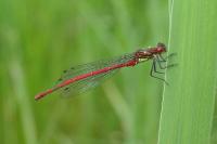 Pyrrhosoma nymphula
