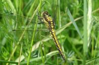 Orthetrum cancellatum