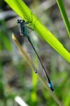 Ischnura elegans