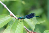 Calopteryx splendens splendens