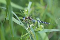 Brachytron pratense