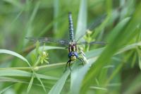 Brachytron pratense