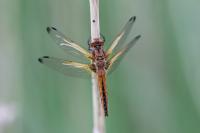 Libellula fulva