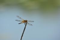 Libellula quadrimaculata