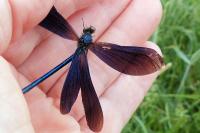 Calopteryx virgo virgo