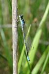 Coenagrion scitulum