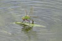 Anax imperator