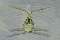 Anax imperator