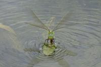 Anax imperator