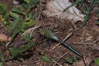 Anax imperator