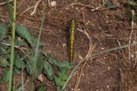 Orthetrum cancellatum