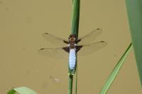 Libellula depressa