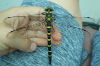 Cordulegaster bidentata