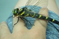 Cordulegaster bidentata