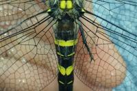 Cordulegaster bidentata