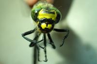 Cordulegaster bidentata
