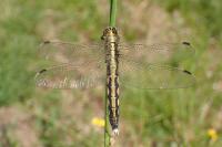 Orthetrum albistylum