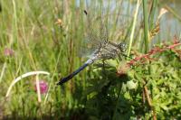 Orthetrum cancellatum