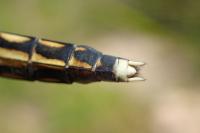 Orthetrum albistylum