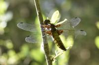 Libellula depressa