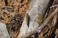 Orthetrum cancellatum